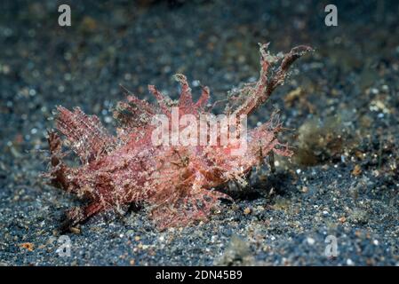 Ambon Scorpionfish [Pteroidichthys amboinensis]. Lembeh Strait, Nord Sulawesi, Indonesien. Stockfoto