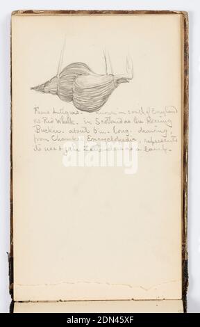 Sketchbook Page: Red Whelk, Kenyon Cox, American, 1856–1919, Graphite on paper, Drawing from an encyclopedia. Sketch of large shell used as a lamp., USA, 1875, albums (bound) & books, Sketchbook folio, Sketchbook folio Stock Photo
