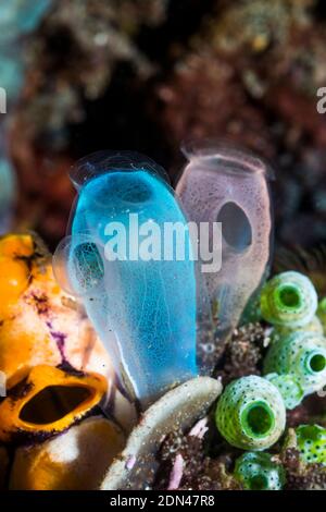 Blau Club Tunicate [Rhopalaea crassa]. Lembeh Strait, Nord Sulawesi, Indonesien. Stockfoto