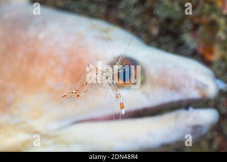 Rock Shrimp [Urocaridella sp] mit einem Weißen breitrandigem Muränen [Enchelycore schismatorhynchus] im Hintergrund. Lembeh Strait,Sulasesi, Indonesien Stockfoto