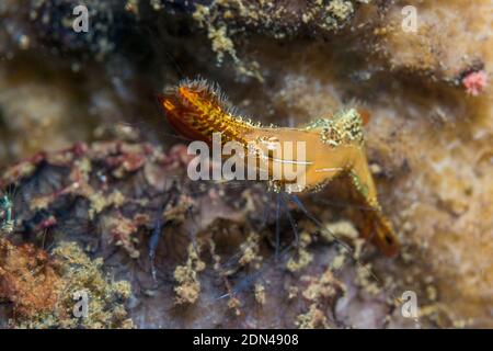 Donald Duck shrimp or Plume shrimp [Leander plumosus].  Lembeh Strait, North Sulawesi, Indonesia. Stock Photo