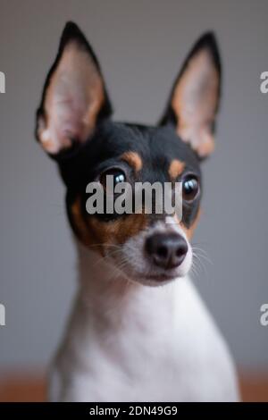 Amerikanischer Spielzeug Fuchs Terrier weiß-rot-schwarz Farbe, Porträt auf einem grauen Hintergrund drinnen im Studio Stockfoto