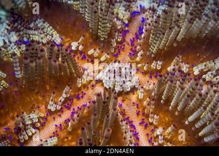 Giftiges Feuer Seeigel [Asthenosoma varium]. Lembeh, Nord-Sulawesi, Indonesien. Stockfoto