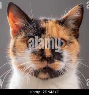 Porträt einer ernsthaften Katze wie ein Passfoto Stockfoto