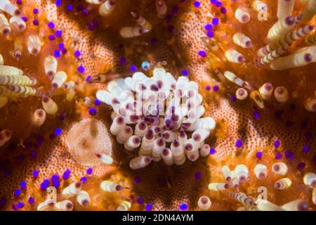 Giftiges Feuer Seeigel [Asthenosoma varium]. Lembeh, Nord-Sulawesi, Indonesien. Stockfoto