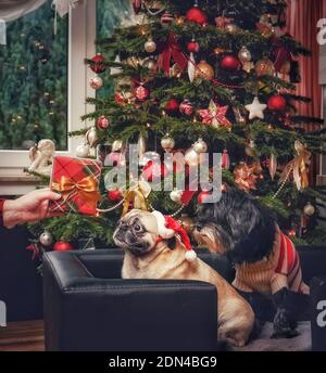 Hunde bekommen ein Geschenk für Weihnachten. 2 Rassen, Tibetian Terrier und Pug, sitzend in edlem Leder Hundesofa. Hand hält Geschenk. Mops macht große Augen. Stockfoto