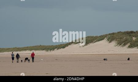 Drei Personen laufen sieben Hunde am Strand entlang in Northumberland Stockfoto