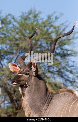 Männliche Großkudu (Tragelaphus strepsiceros) Kopfportrait mit magnificient Hörnern aussehend im Kruger National Park, Südafrika mit verschwommen Stockfoto