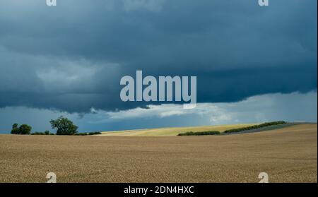 Schwere Kumuluswolken drohen entgegenkommenden Regen über reifenden Weizenfeldern Stockfoto