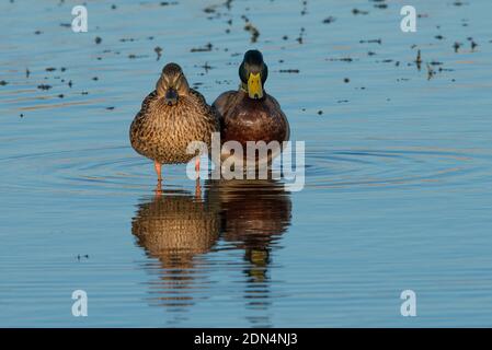 Männliche und weibliche Mallards stehen Seite an Seite in still Klares Wasser mit beiden Blick auf den Betrachter Stockfoto