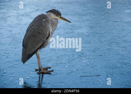 Junger Graureiher, der regungslos auf einem eisbedeckten See steht Stockfoto