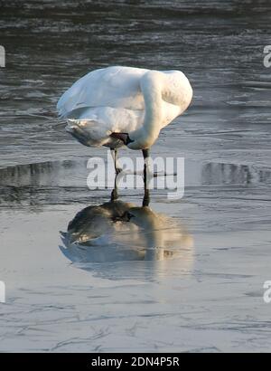 Stumme Schwan preening es ist untere Feder ist, während auf einem stehen Gefrorener See mit einer reinen Reflexion im Eis geben Ein Spiegelbild Stockfoto