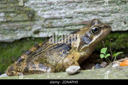 Nahaufnahme des Frosches mit deutlich abgebildeten Markierungen Stockfoto