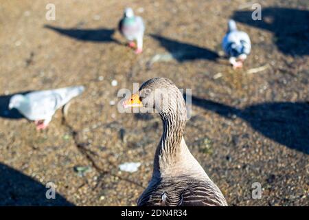 Nahaufnahme der Graugans (Anser Anser) unter einer Taubenschar (Columba palumbus). Jepshon Gardens, Leamington Spa, Warwickshire, Großbritannien Stockfoto