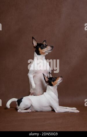 Zwei Hunde züchten Amerikaner, dass Fuchs Terrier auf einem braunen Hintergrund drinnen im Studio Stockfoto