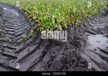 Sugar beet field, partly harvested, muddy tire tracks of heavy harvester Stock Photo