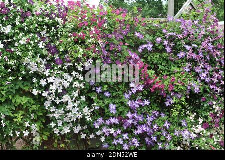 Eine Wand, geschmückt mit kleinen blühenden Sorten von Clematis viticella Romantik, Venosa violacea, Fülle, Royal Velours in einem Garten im Juli Stockfoto