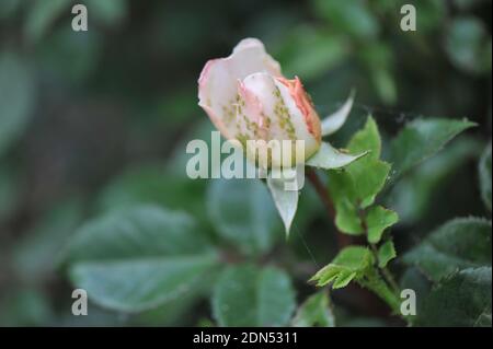 Clouseup von grünen Blattläusen auf einer Rosenknospe einer weißen Rosa Crocus Rose in einem Garten im Mai 2020 Stockfoto