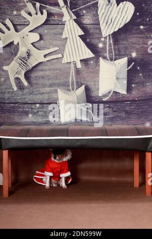 Ein kleiner Hund der Rasse American Toy Fox Terrier in einem Anzug von Santa Claus, unter dem Tisch unter dem Neujahrshintergrund. Stockfoto