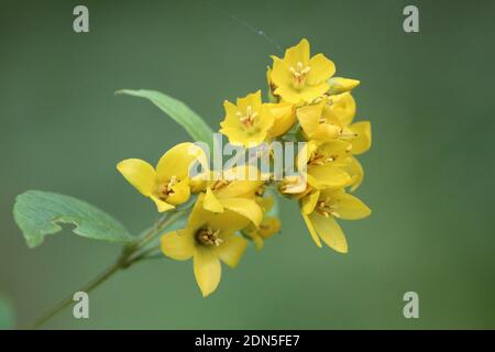 Gartenleine. Schöne gelbe Knospen an einem Sommertag auf einem weichen grünen unscharfen Hintergrund. Nahaufnahme einer Lysimachia vulgaris Blume. Horizontal. Stockfoto