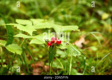 Rubus saxatilis oder Steinbramble. Rote reife transparente Beeren von Stone Bramble in saftig grünem Laub im Sonnenlicht im Wald an einem Sommertag. Stockfoto