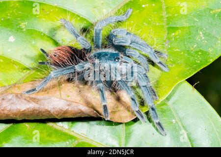 Blaue Tarantula (Pamphobetus sp.) auf einem Blatt bei Nacht im Unterholz des montanen Regenwaldes im Los Cedros Reservat, Westecuador Stockfoto