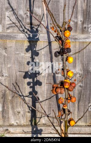 Verfaulte Krabbenäpfel auf Baum mit Schatten von Wintersonne auf Zaun. Malus x zumi „Goldene Hornisse“ Stockfoto