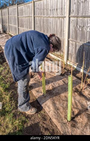 Frau Platzierung biologisch abbaubaren Kunststoff Baum Wachen um Pflanzen in Unkrautmatten gegen das Surfen Tiere zu schützen. Neue Hecke für Wildtiere schaffen. Stockfoto