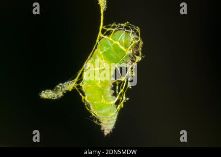 Larva of a false burnet moth (Urodidae) has spun a cage to protect itself from predators when it pupates. Suspended under a leaf  in the Los Cedros Re Stock Photo