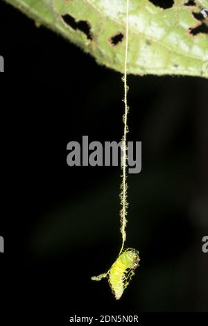 Larva of a false burnet moth (Urodidae) has spun a cage to protect itself from predators when it pupates. Suspended under a leaf  in the Los Cedros Re Stock Photo