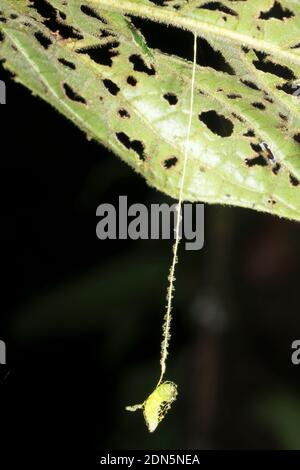 Larva of a false burnet moth (Urodidae) has spun a cage to protect itself from predators when it pupates. Suspended under a leaf  in the Los Cedros Re Stock Photo