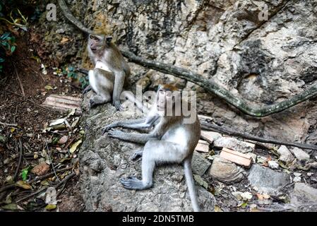 Affen sitzen auf Steinen im Wald. Stockfoto