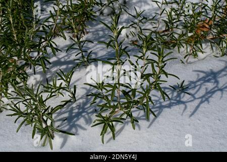 Rosmarinus officinalis, allgemein bekannt als Rosmarin, der Schatten im frisch gefallenen Schnee wirft. Stockfoto