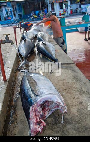 Gelbflossen-Thunfisch, Gelbflossen-Thunfisch, Gelbflossen-Thunfisch, Thunnus albacares, frisch gefischte Gelbflossen-Thunfische, auf dem Fischmarkt in Puerto Ayora, auf der isla Stockfoto