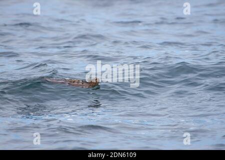 This marine iguana, Amblyrhynchus cristatus, was photographed swimming on the surface of the ocean after a morning of feeding underwater on algae, San Stock Photo