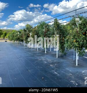 Reihen von hydroponischen Behältern gefüllt mit Tomatenpflanzen wächst auf einer Farm in Orlando, Florida. Stockfoto