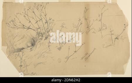 Nature Study, Walter Shirlaw, Amerikaner, B. Schottland, 1838–1909, Graphit auf Papier, Studie von Pflanzen mit langen Ästen oder Stielen und Blumen., USA, 1875–80, Naturstudien, Zeichnung Stockfoto