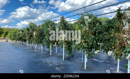 Reihen von hydroponischen Behältern gefüllt mit Tomatenpflanzen wächst auf einer Farm in Orlando, Florida. Stockfoto