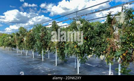 Reihen von hydroponischen Behältern gefüllt mit Tomatenpflanzen wächst auf einer Farm in Orlando, Florida. Stockfoto