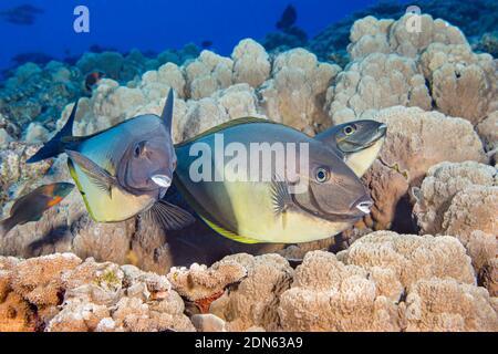 Dieses Trio von schlanken Einhornfischen, Naso hexacanthus, hat einen Halt an einer Reinigungsstation gemacht, wo ein endemischer Sattelwrasse, Thalassoma duperrey, schaut Stockfoto