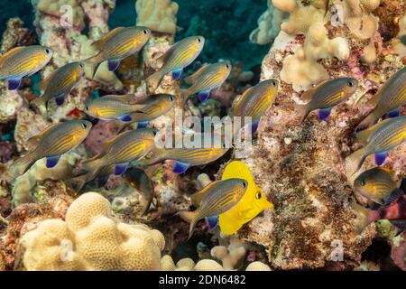 Die blackfin chromis, Chromis vanderbilti, sind oft in kleinen Aggregationen Fütterung direkt über dem Riff in Hawaii gefunden. Ihre gemeinsamen Namen sind Vanderb Stockfoto