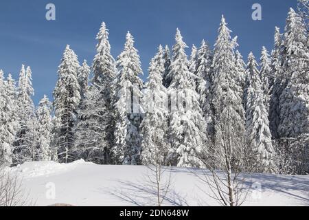 Sonniger Wintertag auf dem Feldberg im Schwarzwald Stockfoto