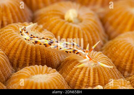 Eine aeolide Nudibranch, Caloria indica, fotografiert auf harten Korallenpolypen, Diploastrea heliopora, in Fidschi bei 50 Fuß. Stockfoto