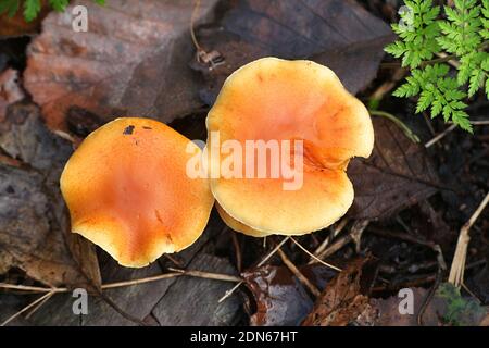 Gymnopilus penetrans, wie gemeinsame Rustgill, wilde Pilze aus Finnland bekannt Stockfoto