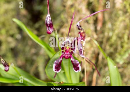 Orchidee (Masdevallia ximenae) wächst wild im Unterholz des montanen Regenwaldes im Los Cedros Reservat im Westen Ecuadors Stockfoto