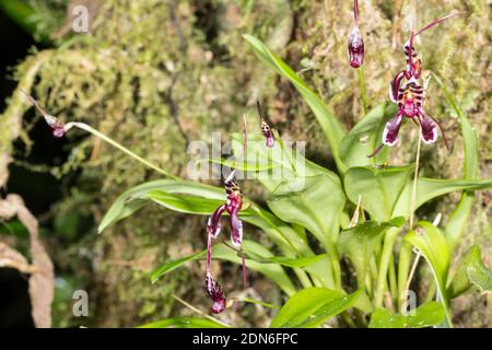 Orchidee (Masdevallia ximenae) wächst wild im Unterholz des montanen Regenwaldes im Los Cedros Reservat im Westen Ecuadors Stockfoto