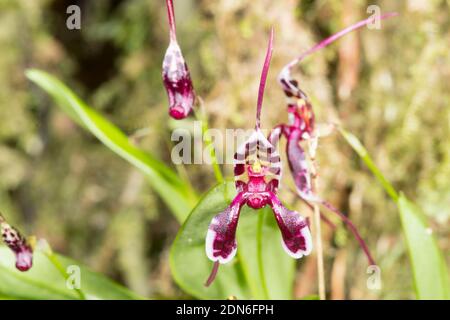 Orchidee (Masdevallia ximenae) wächst wild im Unterholz des montanen Regenwaldes im Los Cedros Reservat im Westen Ecuadors Stockfoto