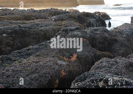 Ebbe am Motukiekie Beach Stockfoto