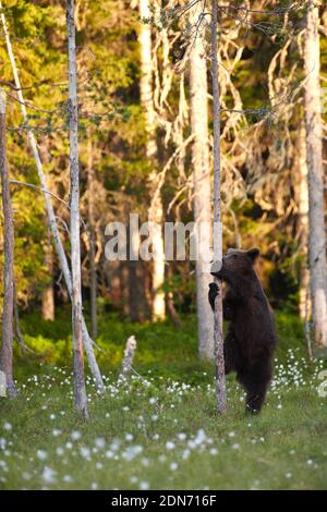 Junge europäische Braunbär (Ursus arctos) umarmt einen Baum im Sumpf im Nordosten Finnlands am Ende des Juni 2018. Stockfoto