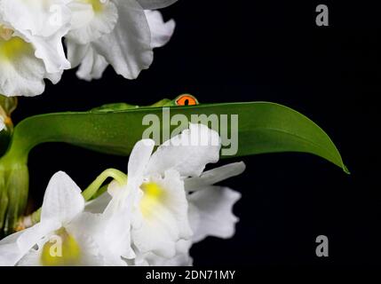 Red eyed Laubfrosch Stockfoto